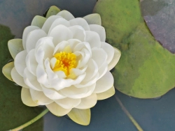 Seerose - Nymphaea Gonnere